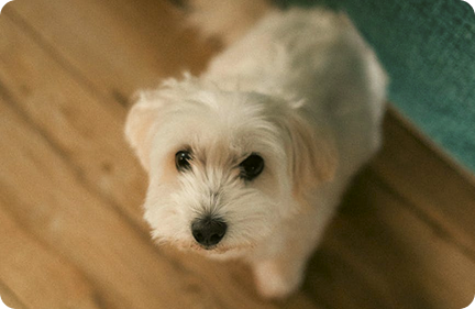 A small white dog looking up