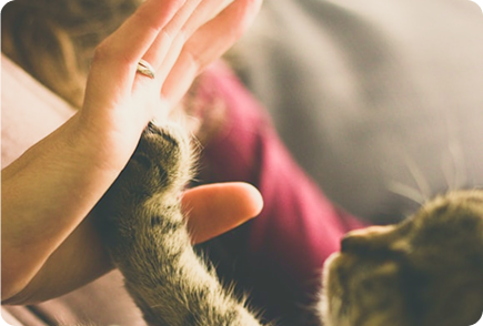 A cat being gently petted